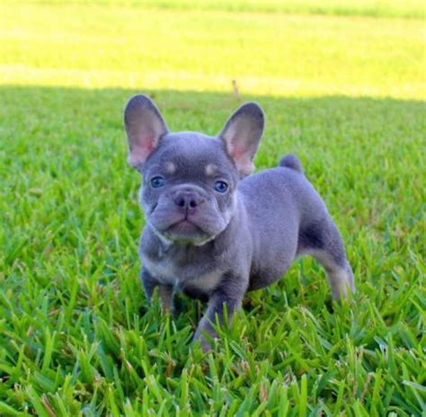 Houston frenchies - For Sale "french bulldog" in Houston, TX. see also. akc female french bulldog puppy. $500. Cypress ... Frenchie Bulldog puppy Merle with Tan. $2. The Woodlands